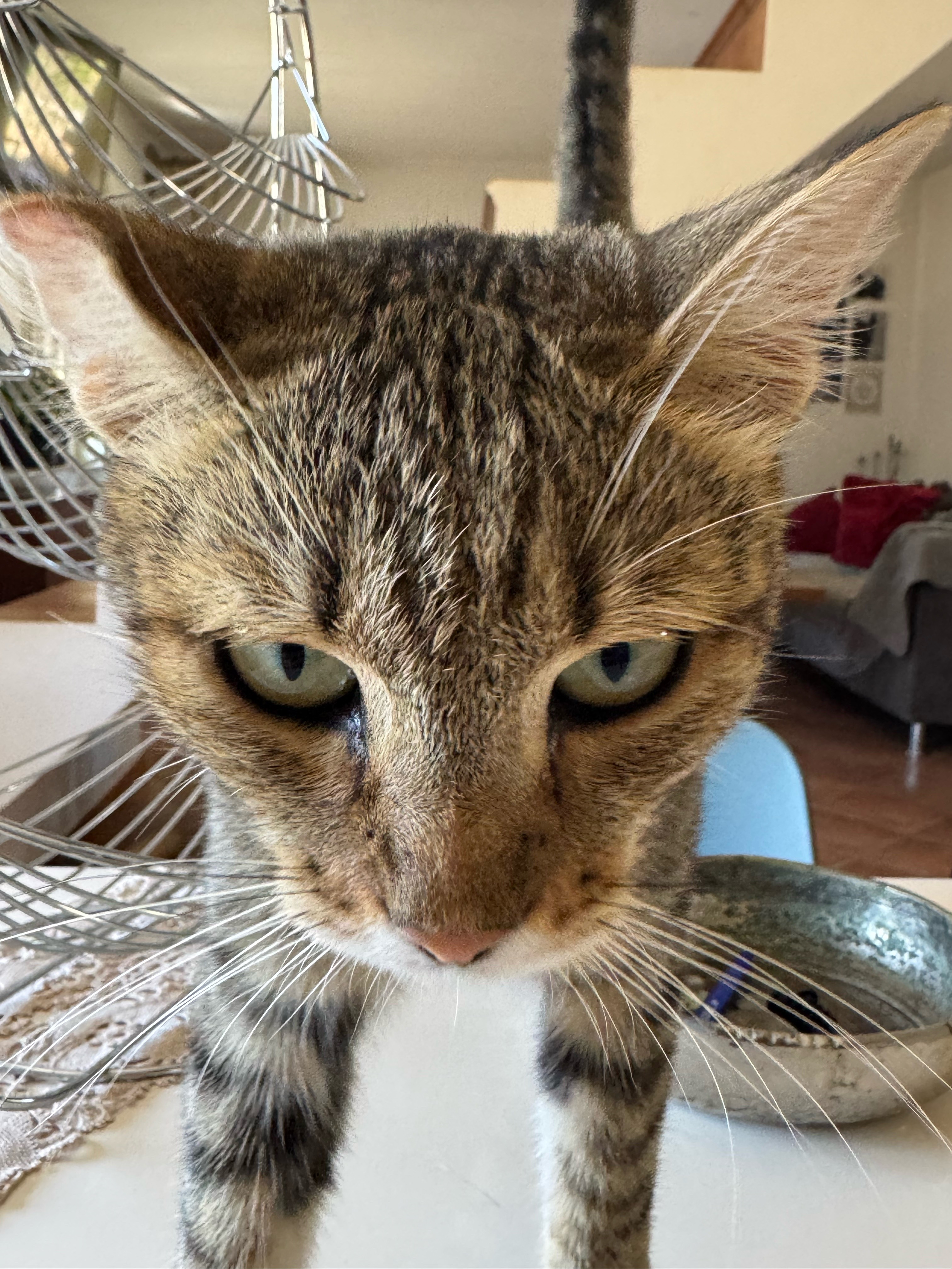 Mimi